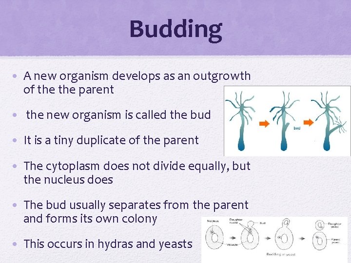 Budding • A new organism develops as an outgrowth of the parent • the