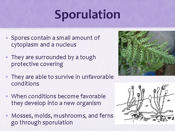 Sporulation • Spores contain a small amount of cytoplasm and a nucleus • They