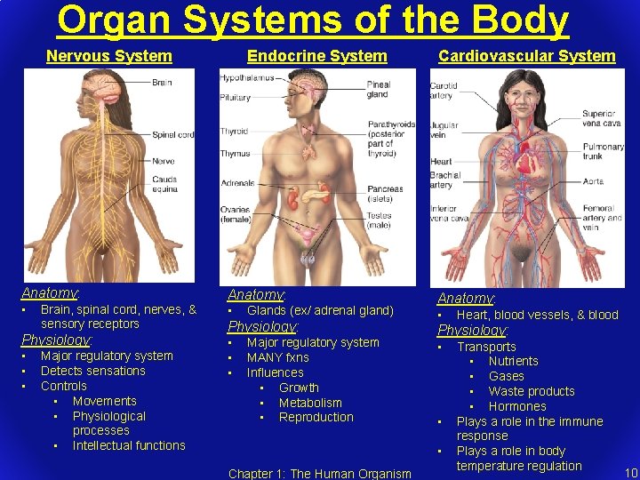 Organ Systems of the Body Endocrine System Nervous System Anatomy: • Brain, spinal cord,