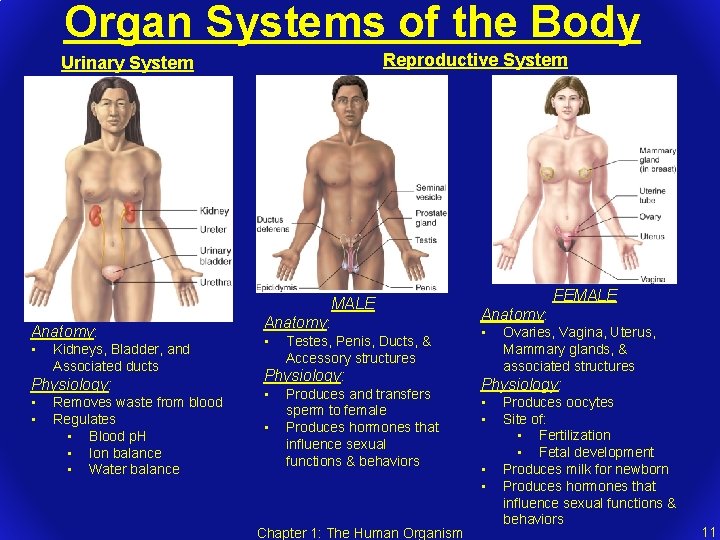 Organ Systems of the Body Reproductive System Urinary System MALE Anatomy: • Kidneys, Bladder,