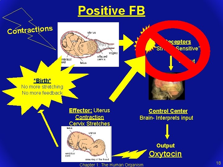 Positive FB Contractions Stretching of the Cervix Receptors “Stretch Sensitive” Output *Birth* No more
