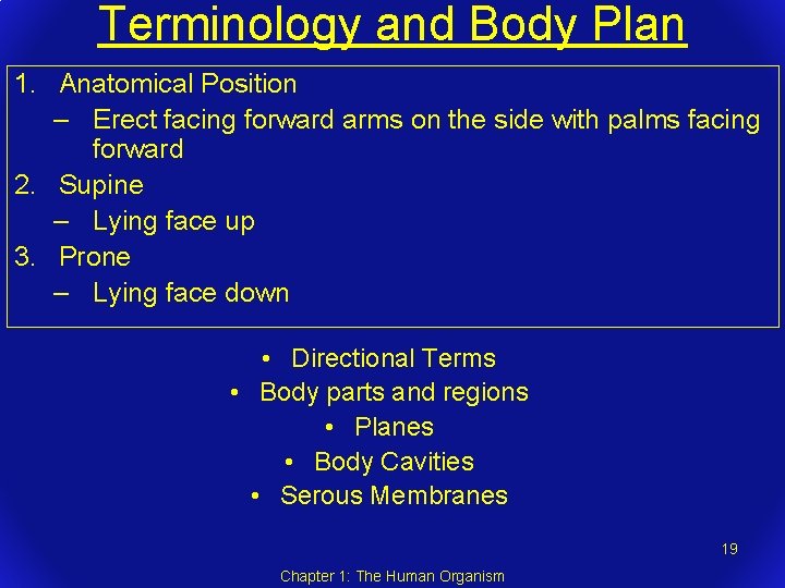 Terminology and Body Plan 1. Anatomical Position – Erect facing forward arms on the