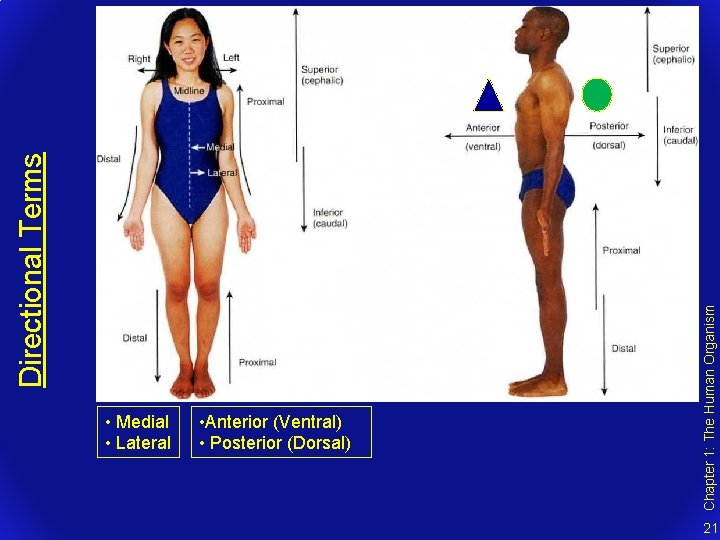  • Anterior (Ventral) • Posterior (Dorsal) Chapter 1: The Human Organism Directional Terms