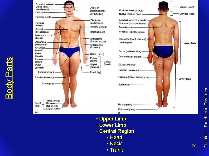 25 Chapter 1: The Human Organism Body Parts • Upper Limb • Lower Limb