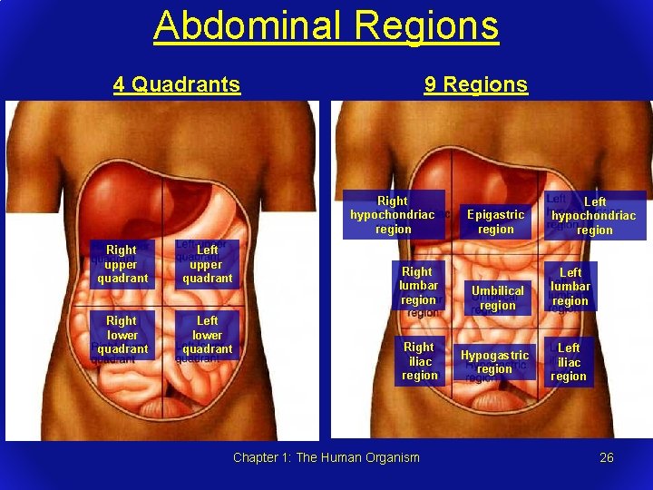 Abdominal Regions 4 Quadrants 9 Regions Right hypochondriac region Right upper quadrant Left upper