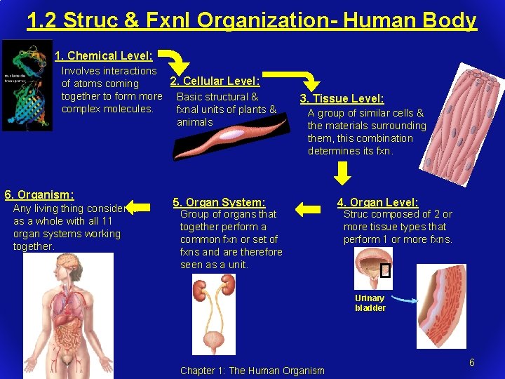 1. 2 Struc & Fxnl Organization- Human Body 1. Chemical Level: Involves interactions 2.