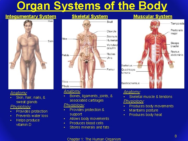 Organ Systems of the Body Skeletal System Integumentary System Anatomy: • Skin, hair, nails,