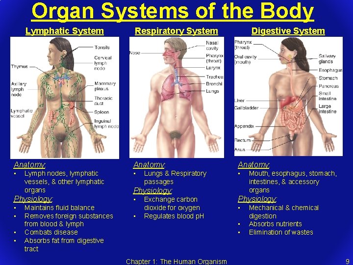 Organ Systems of the Body Lymphatic System Digestive System Respiratory System Anatomy: • •