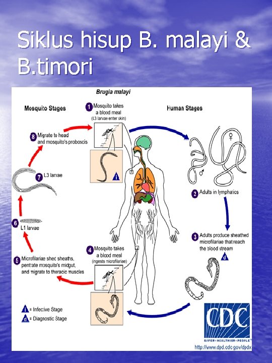 Siklus hisup B. malayi & B. timori 