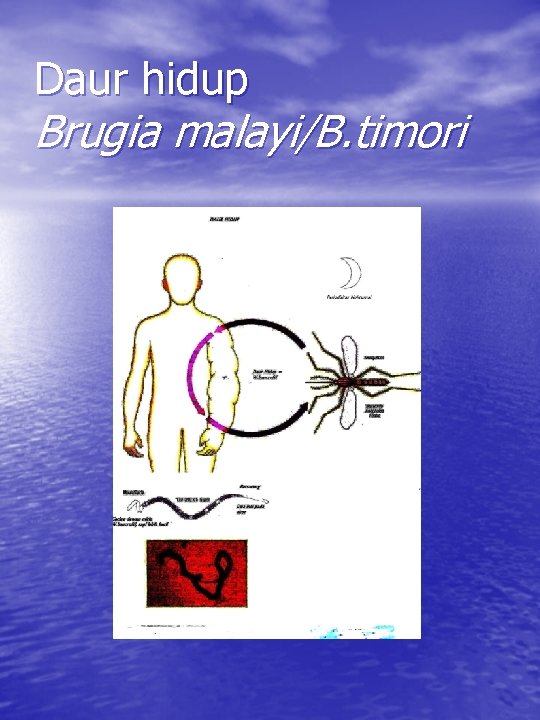 Daur hidup Brugia malayi/B. timori 