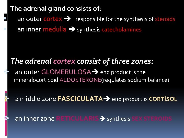 T The adrenal gland consists of: an outer cortex responsible for the synthesis of