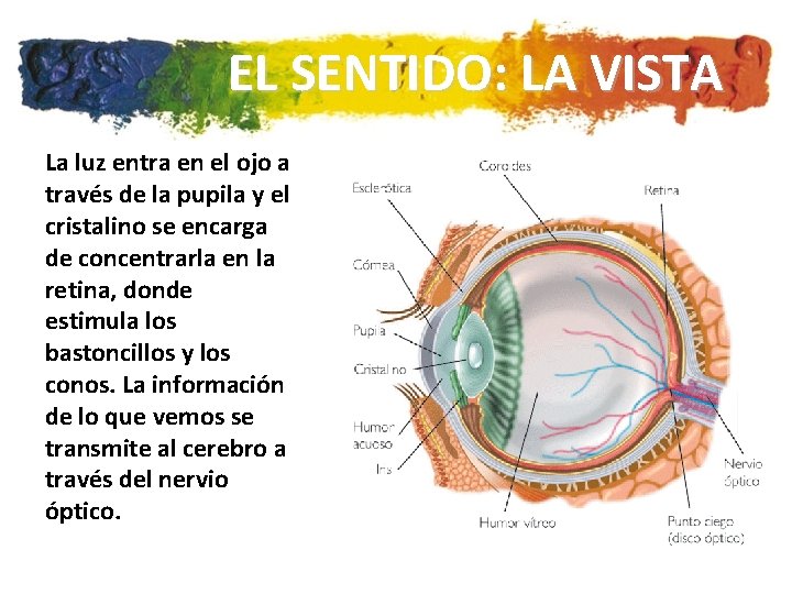 EL SENTIDO: LA VISTA La luz entra en el ojo a través de la