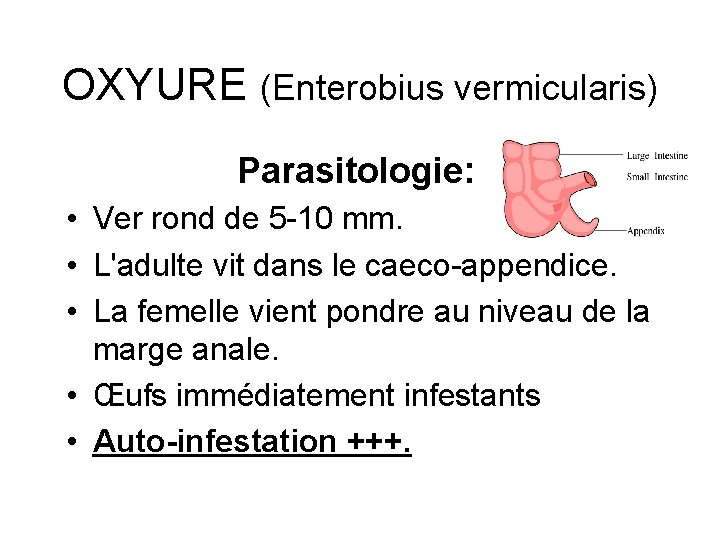 enterobius vermicularis oxyure)