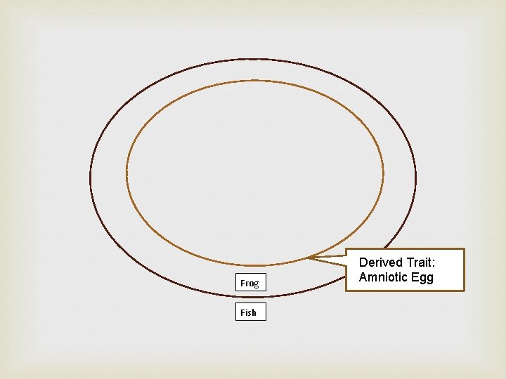 Frog Fish Derived Trait: Amniotic Egg 