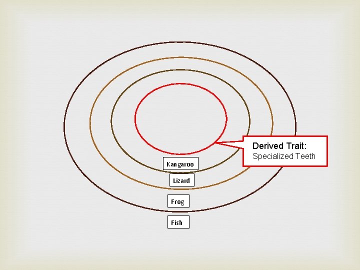 Derived Trait: Kangaroo Lizard Frog Fish Specialized Teeth 