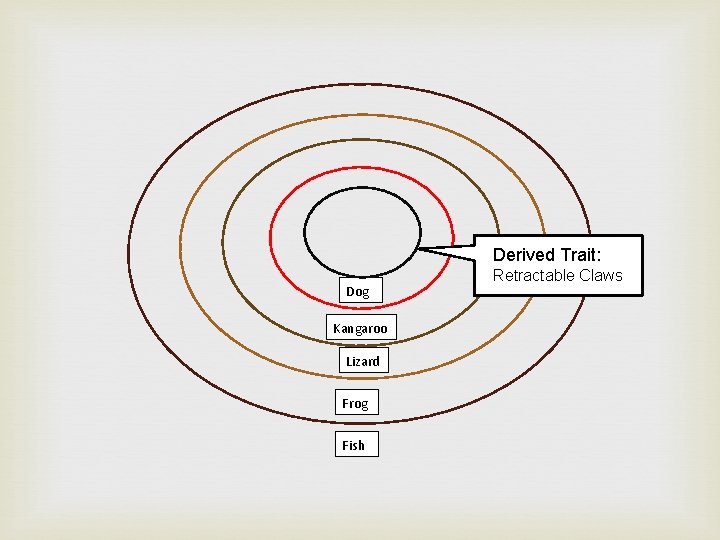 Derived Trait: Dog Kangaroo Lizard Frog Fish Retractable Claws 