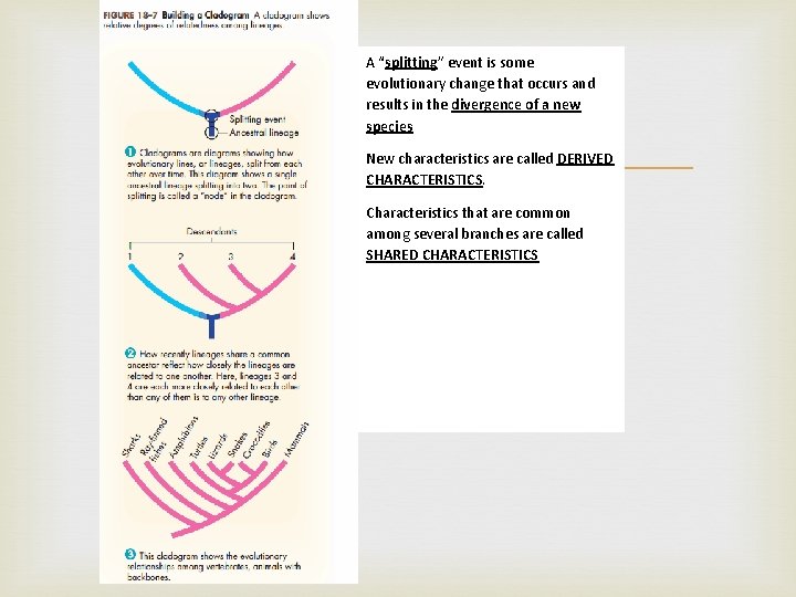 A “splitting” event is some evolutionary change that occurs and results in the divergence