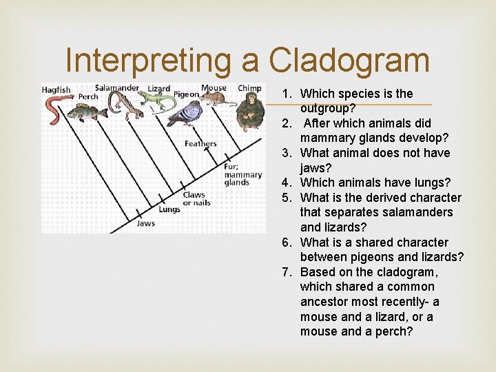 Interpreting a Cladogram 1. Which species is the outgroup? 2. After which animals did