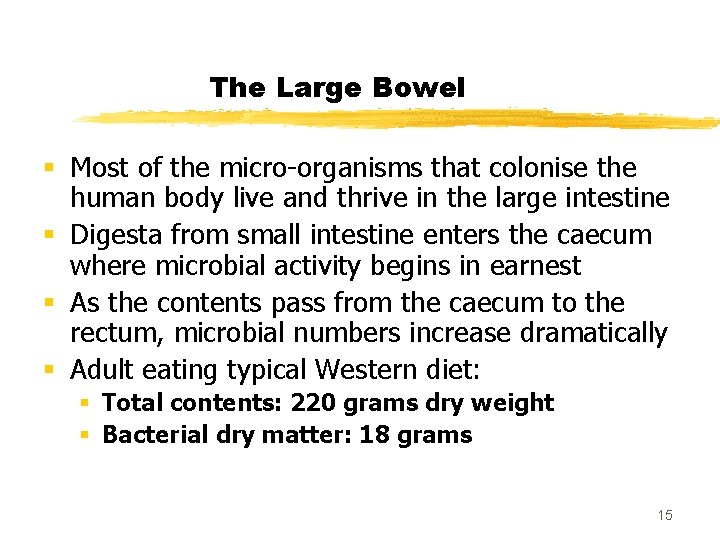 The Large Bowel § Most of the micro-organisms that colonise the human body live