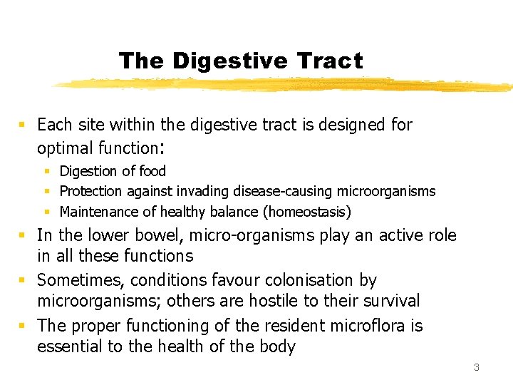 The Digestive Tract § Each site within the digestive tract is designed for optimal