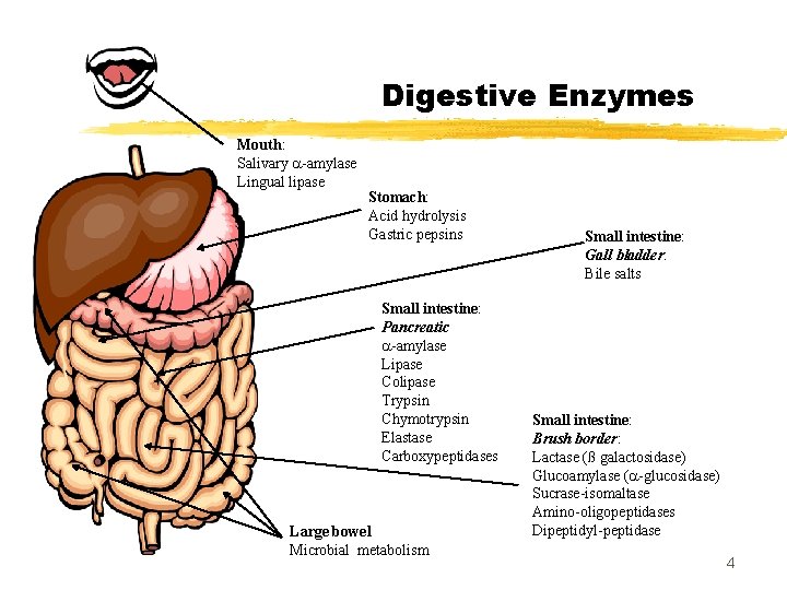 Digestive Enzymes Mouth: Salivary -amylase Lingual lipase Stomach: Acid hydrolysis Gastric pepsins Small intestine: