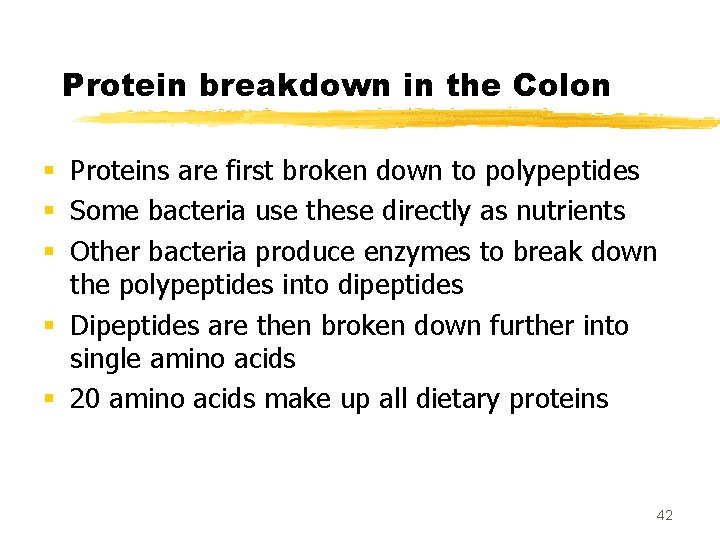 Protein breakdown in the Colon § Proteins are first broken down to polypeptides §