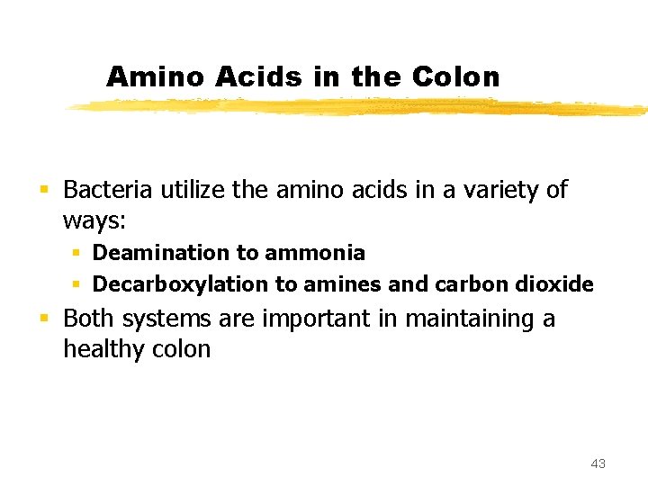 Amino Acids in the Colon § Bacteria utilize the amino acids in a variety