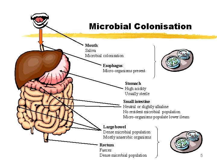 Microbial Colonisation Mouth: Saliva Microbial colonisation Esophagus: Micro-organisms present Stomach High acidity Usually sterile