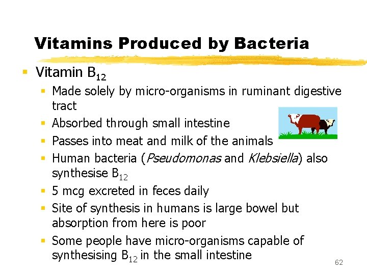 Vitamins Produced by Bacteria § Vitamin B 12 § Made solely by micro-organisms in