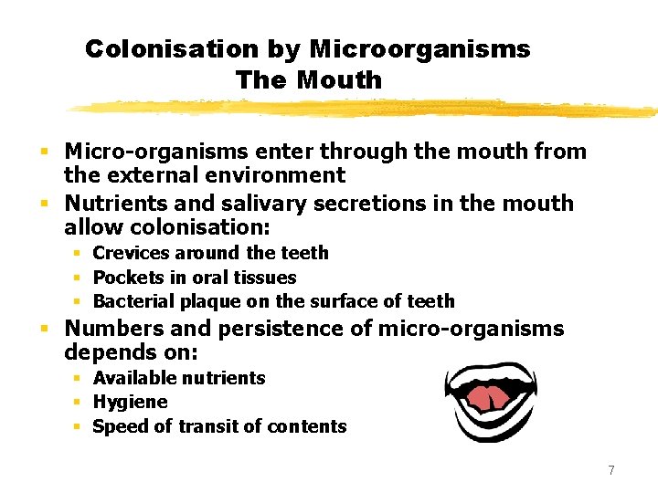 Colonisation by Microorganisms The Mouth § Micro-organisms enter through the mouth from the external