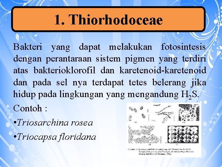 1. Thiorhodoceae Bakteri yang dapat melakukan fotosintesis dengan perantaraan sistem pigmen yang terdiri atas