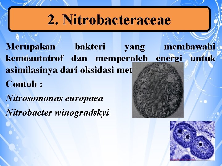 2. Nitrobacteraceae Merupakan bakteri yang membawahi kemoautotrof dan memperoleh energi untuk asimilasinya dari oksidasi