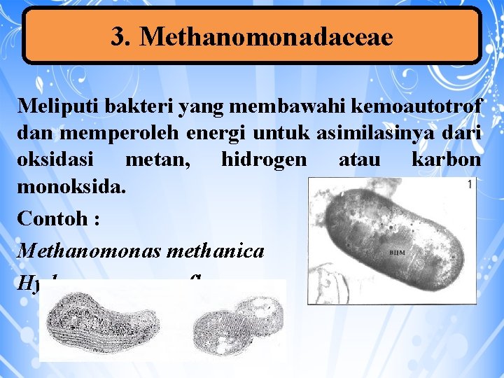 3. Methanomonadaceae Meliputi bakteri yang membawahi kemoautotrof dan memperoleh energi untuk asimilasinya dari oksidasi