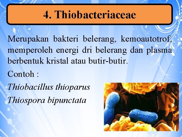 4. Thiobacteriaceae Merupakan bakteri belerang, kemoautotrof, memperoleh energi dri belerang dan plasma berbentuk kristal