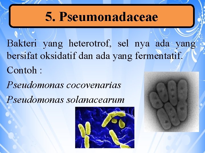 5. Pseumonadaceae Bakteri yang heterotrof, sel nya ada yang bersifat oksidatif dan ada yang