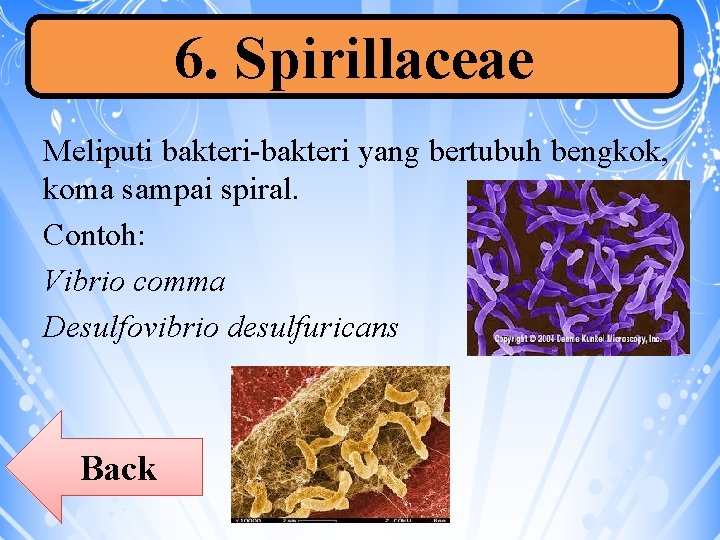 6. Spirillaceae Meliputi bakteri-bakteri yang bertubuh bengkok, koma sampai spiral. Contoh: Vibrio comma Desulfovibrio