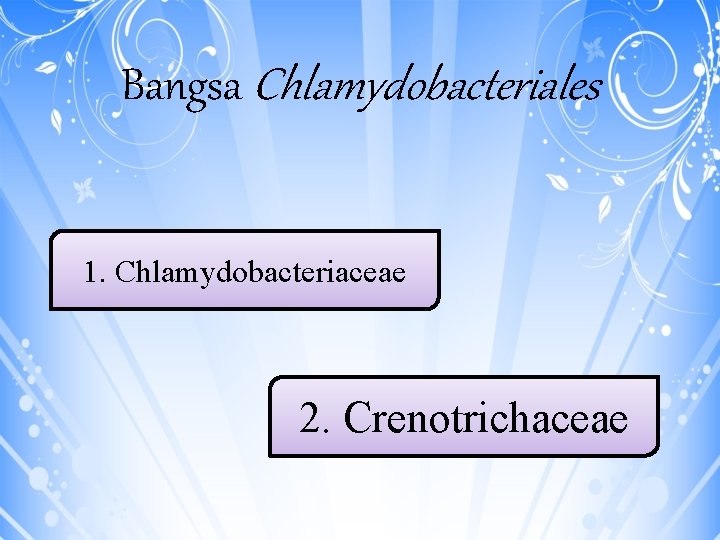 Bangsa Chlamydobacteriales 1. Chlamydobacteriaceae 2. Crenotrichaceae 