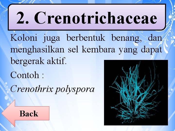 2. Crenotrichaceae Koloni juga berbentuk benang, dan menghasilkan sel kembara yang dapat bergerak aktif.