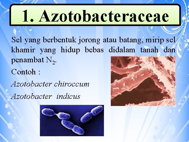 1. Azotobacteraceae Sel yang berbentuk jorong atau batang, mirip sel khamir yang hidup bebas