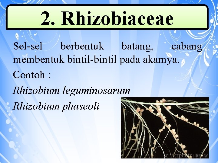 2. Rhizobiaceae Sel-sel berbentuk batang, cabang membentuk bintil-bintil pada akarnya. Contoh : Rhizobium leguminosarum