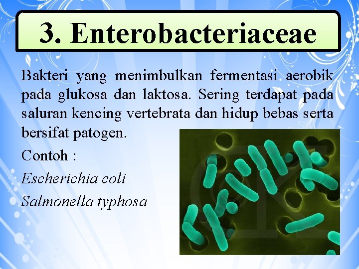 3. Enterobacteriaceae Bakteri yang menimbulkan fermentasi aerobik pada glukosa dan laktosa. Sering terdapat pada