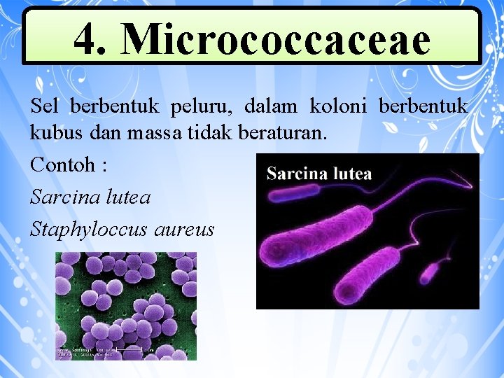 4. Micrococcaceae Sel berbentuk peluru, dalam koloni berbentuk kubus dan massa tidak beraturan. Contoh