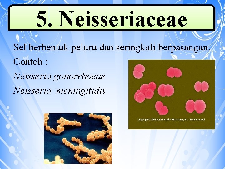 5. Neisseriaceae Sel berbentuk peluru dan seringkali berpasangan. Contoh : Neisseria gonorrhoeae Neisseria meningitidis