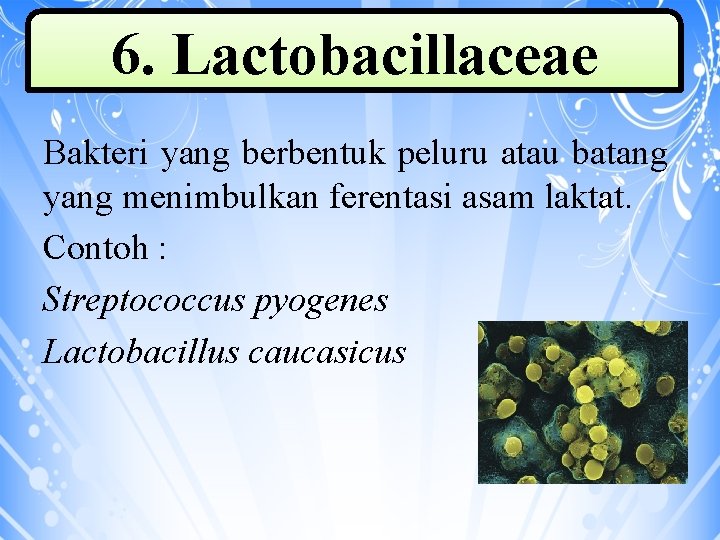 6. Lactobacillaceae Bakteri yang berbentuk peluru atau batang yang menimbulkan ferentasi asam laktat. Contoh