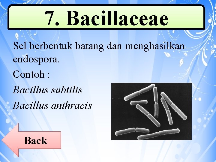 7. Bacillaceae Sel berbentuk batang dan menghasilkan endospora. Contoh : Bacillus subtilis Bacillus anthracis