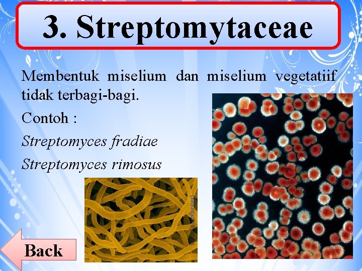 3. Streptomytaceae Membentuk miselium dan miselium vegetatiif tidak terbagi-bagi. Contoh : Streptomyces fradiae Streptomyces