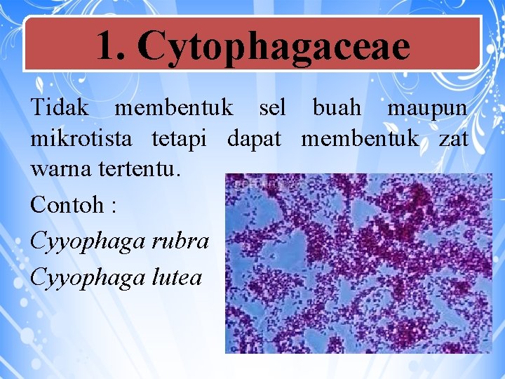 1. Cytophagaceae Tidak membentuk sel buah maupun mikrotista tetapi dapat membentuk zat warna tertentu.