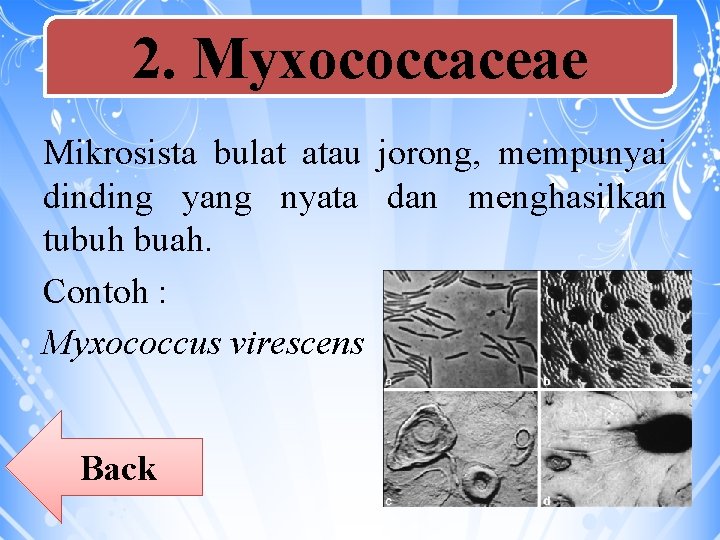 2. Myxococcaceae Mikrosista bulat atau jorong, mempunyai dinding yang nyata dan menghasilkan tubuh buah.