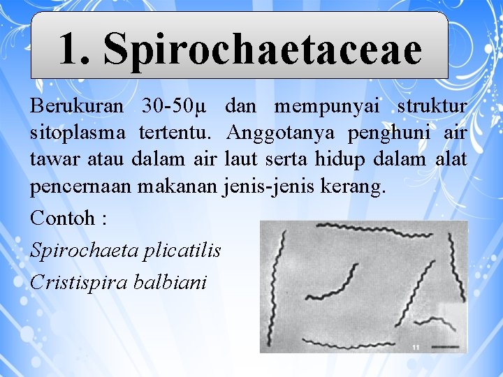 1. Spirochaetaceae Berukuran 30 -50µ dan mempunyai struktur sitoplasma tertentu. Anggotanya penghuni air tawar