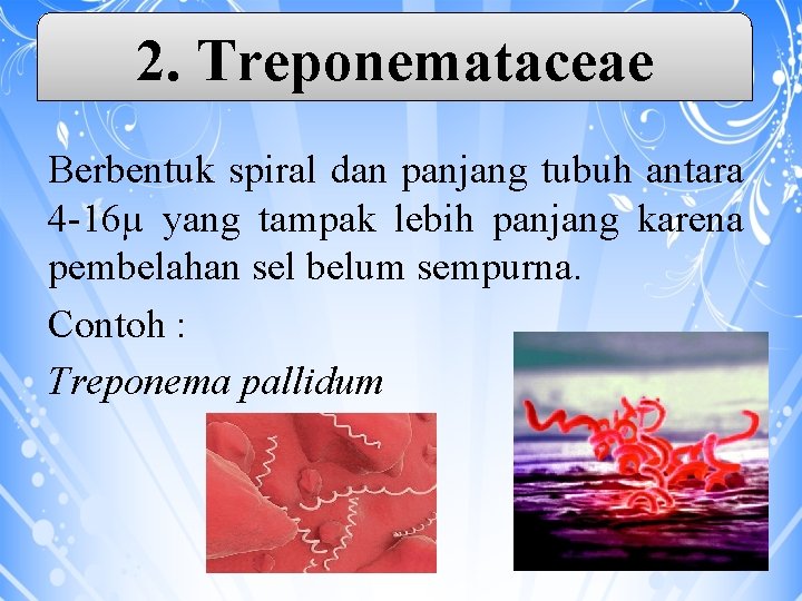 2. Treponemataceae Berbentuk spiral dan panjang tubuh antara 4 -16µ yang tampak lebih panjang